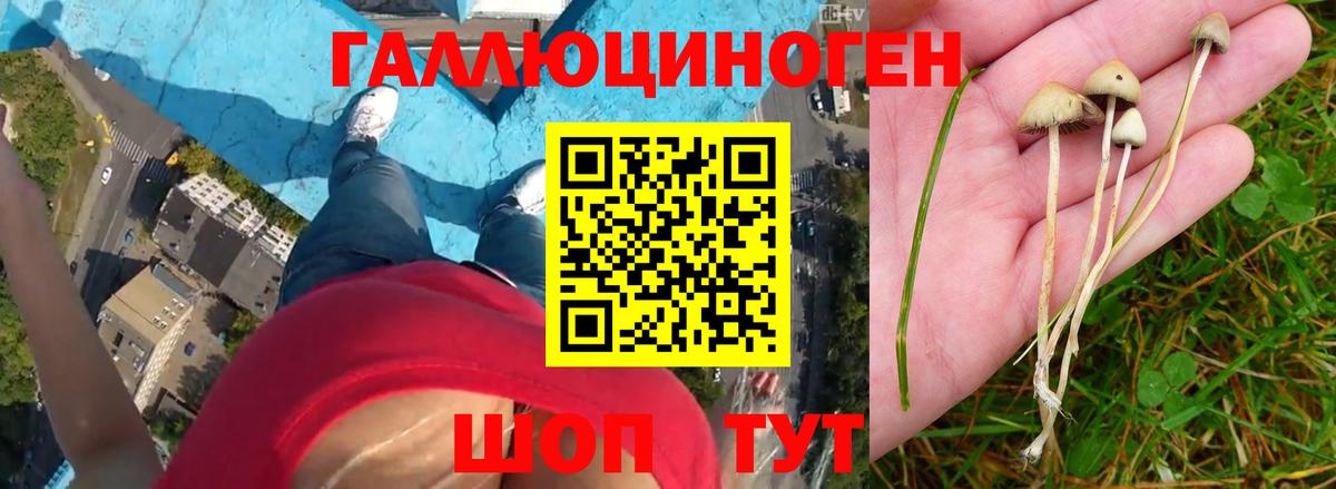 Галлюциногенные грибы прущие грибы  Вход с VPN  Рассказово 